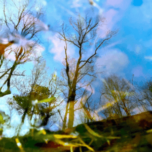 Tree Reflections