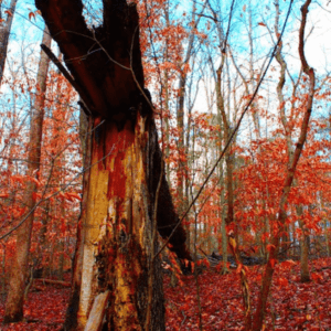 Red Tree Leaves