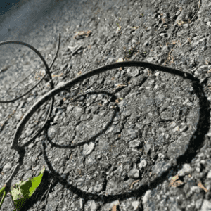 Tree Limb Coil