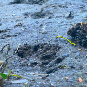 Mud Footprints
