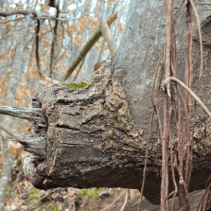 Rhino Tree